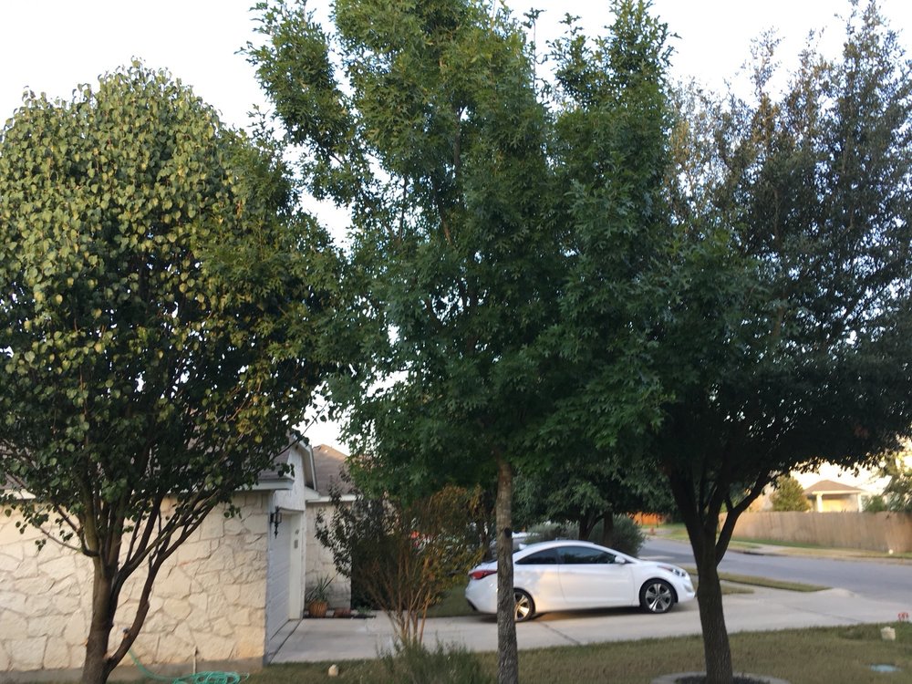 Gallery Images :  Clipper's Tree Service.