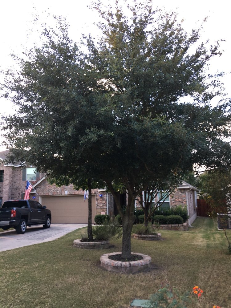 Gallery Images :  Clipper's Tree Service.