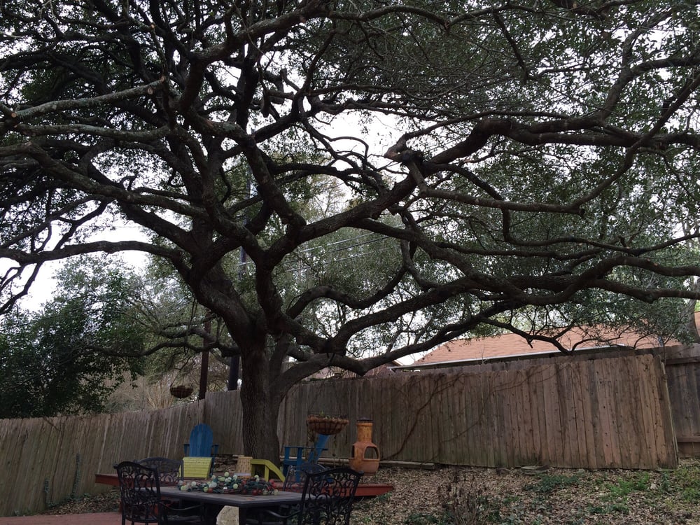 Gallery Images :  Clipper's Tree Service.