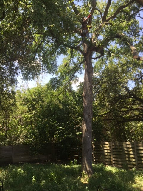 Gallery Images :  Clipper's Tree Service.