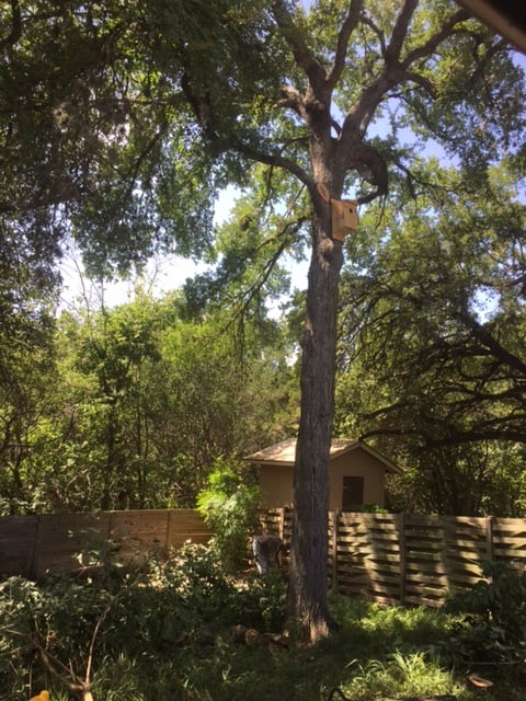 Gallery Images :  Clipper's Tree Service.