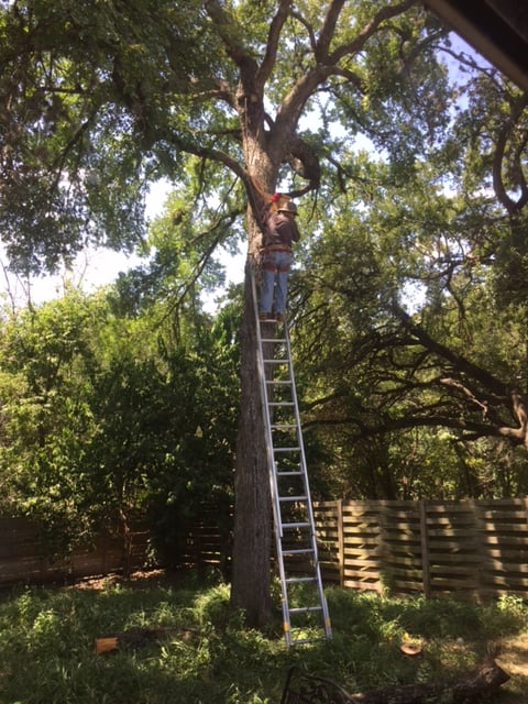 Gallery Images :  Clipper's Tree Service.