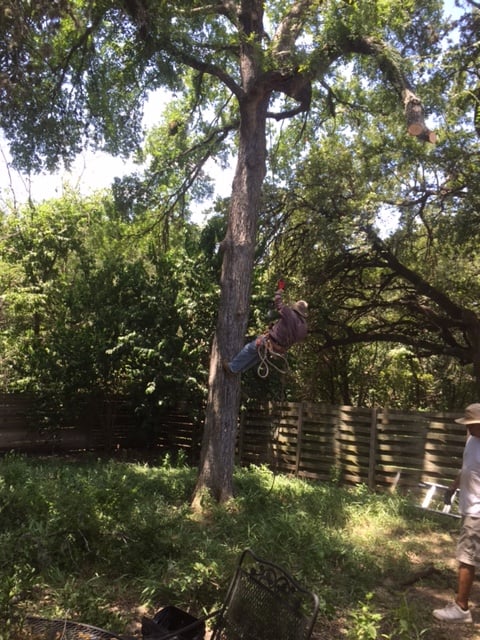 Gallery Images :  Clipper's Tree Service.