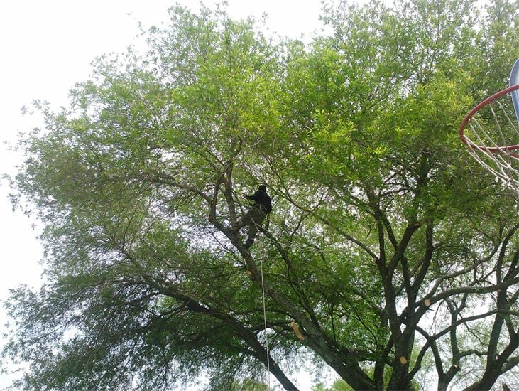 Gallery Images :  Clipper's Tree Service.