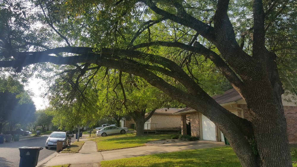 Gallery Images :  Clipper's Tree Service.