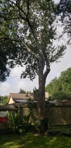 Gallery Images :  Clipper's Tree Service.