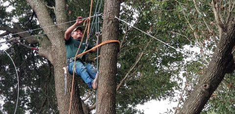 Gallery Images :  Clipper's Tree Service.