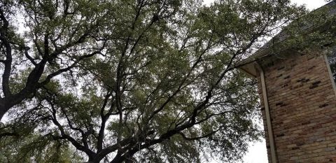 Gallery Images :  Clipper's Tree Service.