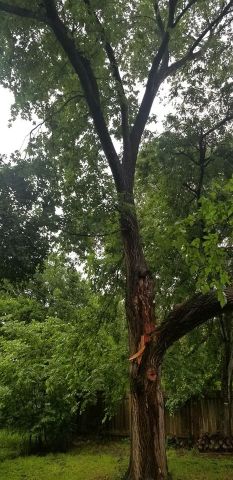Gallery Images :  Clipper's Tree Service.