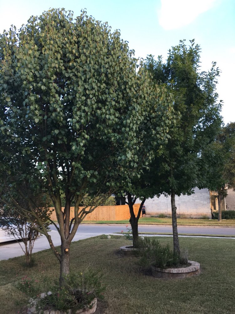 Gallery Images :  Clipper's Tree Service.