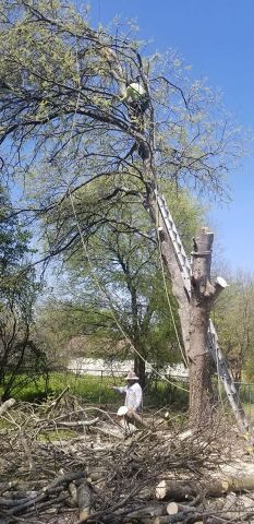 Gallery Images :  Clipper's Tree Service.