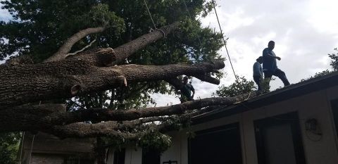 Gallery Images :  Clipper's Tree Service.