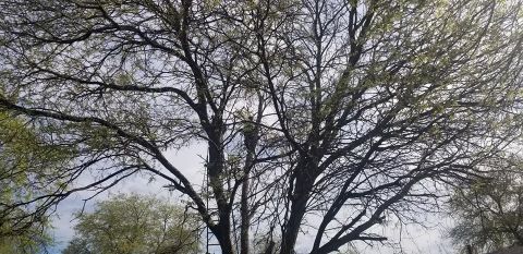 Gallery Images :  Clipper's Tree Service.