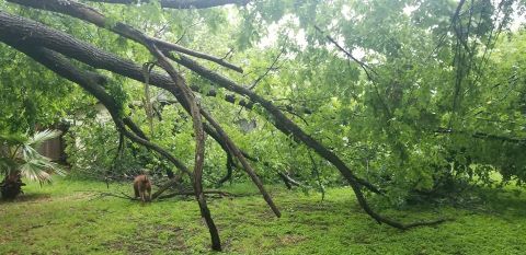 Gallery Images :  Clipper's Tree Service.