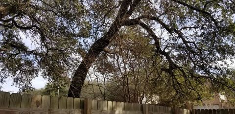 Gallery Images :  Clipper's Tree Service.
