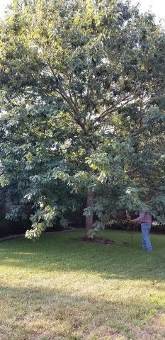 Gallery Images :  Clipper's Tree Service.