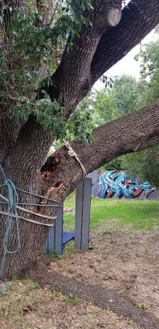 Gallery Images :  Clipper's Tree Service.