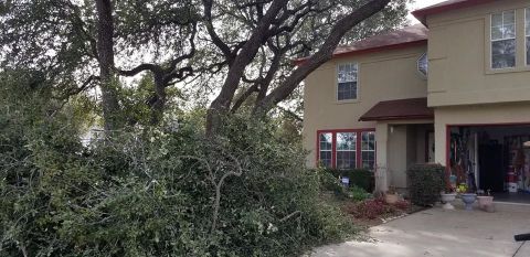Gallery Images :  Clipper's Tree Service.