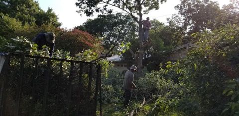 Gallery Images :  Clipper's Tree Service.