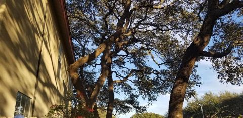 Gallery Images :  Clipper's Tree Service.