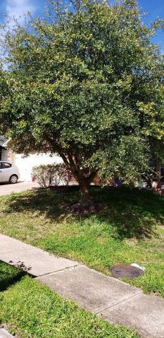 Gallery Images :  Clipper's Tree Service.