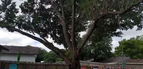 Gallery Images :  Clipper's Tree Service.