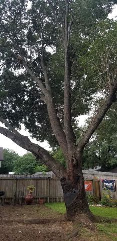 Gallery Images :  Clipper's Tree Service.