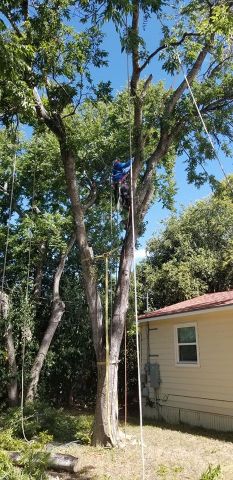 Gallery Images :  Clipper's Tree Service.
