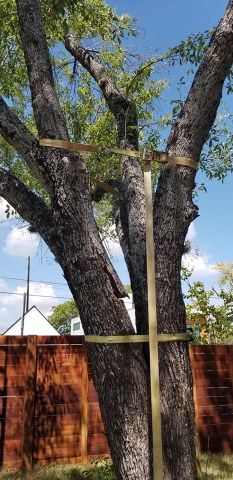 Gallery Images :  Clipper's Tree Service.