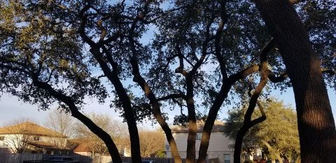 Gallery Images :  Clipper's Tree Service.