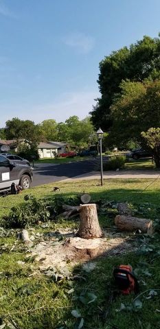 Gallery Images :  Clipper's Tree Service.