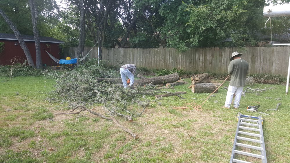 Gallery Images :  Clipper's Tree Service.