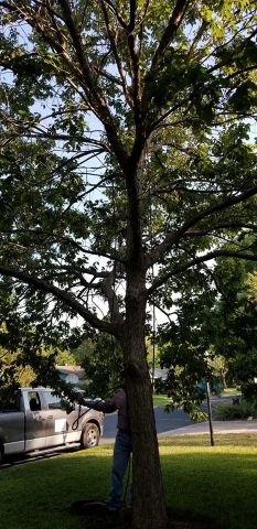 Gallery Images :  Clipper's Tree Service.