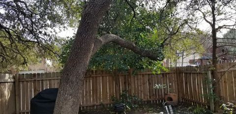 Gallery Images :  Clipper's Tree Service.