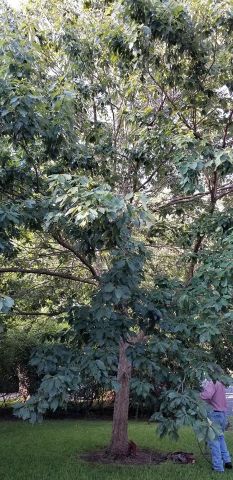 Gallery Images :  Clipper's Tree Service.