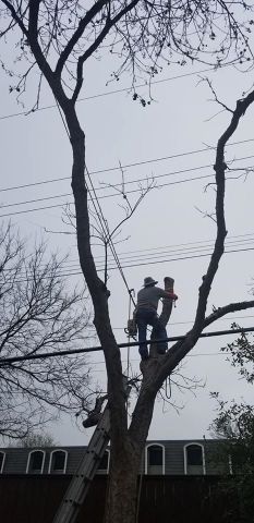 Gallery Images :  Clipper's Tree Service.