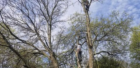 Gallery Images :  Clipper's Tree Service.