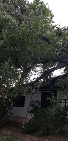 Gallery Images :  Clipper's Tree Service.