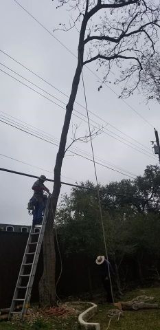 Gallery Images :  Clipper's Tree Service.