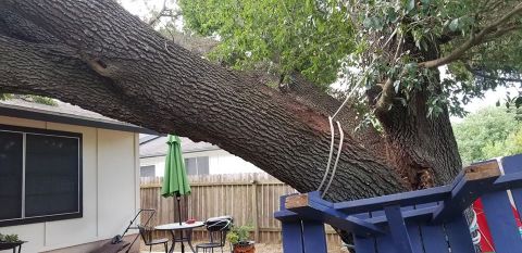 Gallery Images :  Clipper's Tree Service.